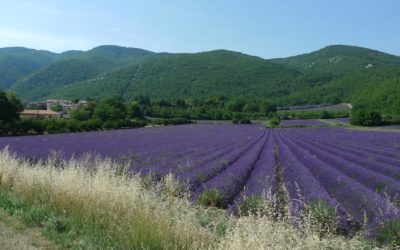 The roads of lavender